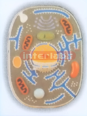 ANIMAL CELL MODEL